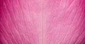 Close up video of tender beautiful rose petal texture. Pink rose petal close up. Macro photo of natural rose petal