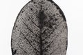 Close up of viens of a leaf in black and white against a white background. Royalty Free Stock Photo