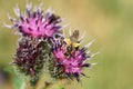 Close-up view from above of Caucasian wild bee Macropis fulvipes on inflorescences of thistle Arctium lappa Royalty Free Stock Photo