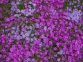 A close-up view from above of a floral carpet of pink and purple flowers. Many small beautiful flowers with different shapes of Royalty Free Stock Photo