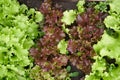 Close-up view from above. Growing green and red leaf lettuce in a garden bed. Background for gardening with salad plants Royalty Free Stock Photo