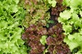 Close-up view from above. Growing green and red leaf lettuce in a garden bed. Background for gardening with salad plants Royalty Free Stock Photo