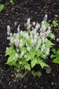 Heartleaf foamflower close up flowers. Tiarella cordifolia