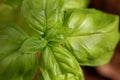 Close up view from above of the leaves of a young basil plant. The leaves glow green