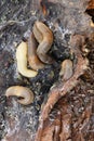 Close-up view from above of multicolored adults of light Caucasian slug of forest Arion ater sitting on bark in forest