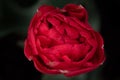 Close-up view from above of a red flowering tulip covered with small drops of water against a dark background Royalty Free Stock Photo