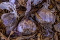 Close up view from above to garlic bulb and purple garlic cloves.