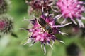 Close-up view from above of white-gray Caucasian bee by Hymenoptera Megachile rotundata on burdock flower Arctium lappa