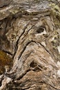 Abstract depiction of a face in a tree trunk