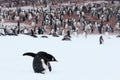 Close-up view of an Adelie penguin bending forward in the snow field