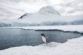 Close-up view of an Adelie penguin jumping on the snowy coasts of the lake