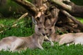 Adorable adult kangaroo, Brisbane, Australia