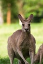 Adorable adult kangaroo, Brisbane, Australia