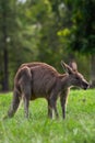 Adorable adult kangaroo, Brisbane, Australia