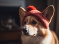 Close-up view of adorable Corgi dog wearing a warm winter beanie