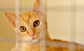 Ginger cat in a cage behind jail inside of animal shelter Royalty Free Stock Photo