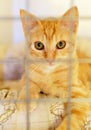 Ginger cat in a cage behind jail inside of animal shelter Royalty Free Stock Photo