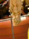 Adult Southern Dwarf Chameleon waiting for insects