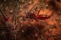 Close-up view of an Aedes mosquitos sucking blood. Insect. Illustration, Generative AI