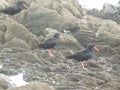 African black oystercatchers on rocks