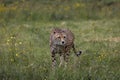 Close-up view of an African Cheetah walking in the wild meadow Royalty Free Stock Photo