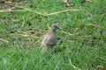 Close-up view of African collared dove Barbary dove