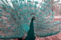 Close up view of The African peacock a large and brightly coloured bird