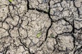 Close up view on an agricultural field with a dry texture Royalty Free Stock Photo