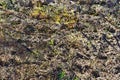 Close up view on an agricultural field with a dry texture Royalty Free Stock Photo