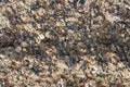 Close up view on an agricultural field with a dry texture Royalty Free Stock Photo