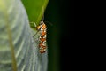 Close up view of Ailanthus webworm moth also known as ermine moth on black background Royalty Free Stock Photo