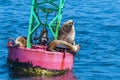 A close up view of Alaskan Stellar Sea Lions on a buoy in Auke Bay on the outskirts of Juneau, Alaska