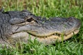 Close up view of an alligator facem showing the eye, mouth and teeth of the reptile, relaxing in the grass