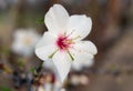 close-up view of almond blossom (prunus dulcis