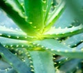 Close-up view of an Aloe Vera leavs