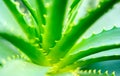 Close-up view of an Aloe Vera leavs