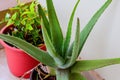 Close up view of the aloe vera plant Royalty Free Stock Photo