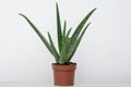 Close up view of an aloe vera plant in a pot on a white background . Home herbal therapy plants