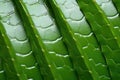 close up view of an aloe veras patterned surfaces