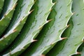 close up view of an aloe veras patterned surfaces
