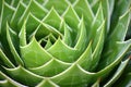 close up view of an aloe veras patterned surfaces