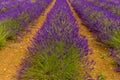 A close up view along a row of purple lavender in a field in the village of Heacham, Norfolk, UK