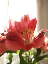 A close up view of Alstroemeria flower against a home background.