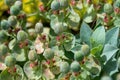 Close up view ofAlysum saxatile in spring Royalty Free Stock Photo
