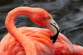 Close up view of American flamingo bird in the water