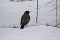 Close up view of an American robin perched on snow covered ground Royalty Free Stock Photo