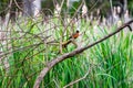 Close-up view of an American robin perching on the dry branches over the grass Royalty Free Stock Photo
