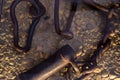 Ancient fetters or legcuffs on the ground close-up Royalty Free Stock Photo