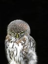 Angry Pearl-spotted owl Royalty Free Stock Photo