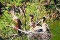 Close-up view of Anhingas perching and resting at the nest on the branches Royalty Free Stock Photo